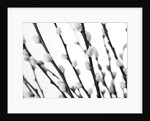 Pussy willow by Assaf Frank